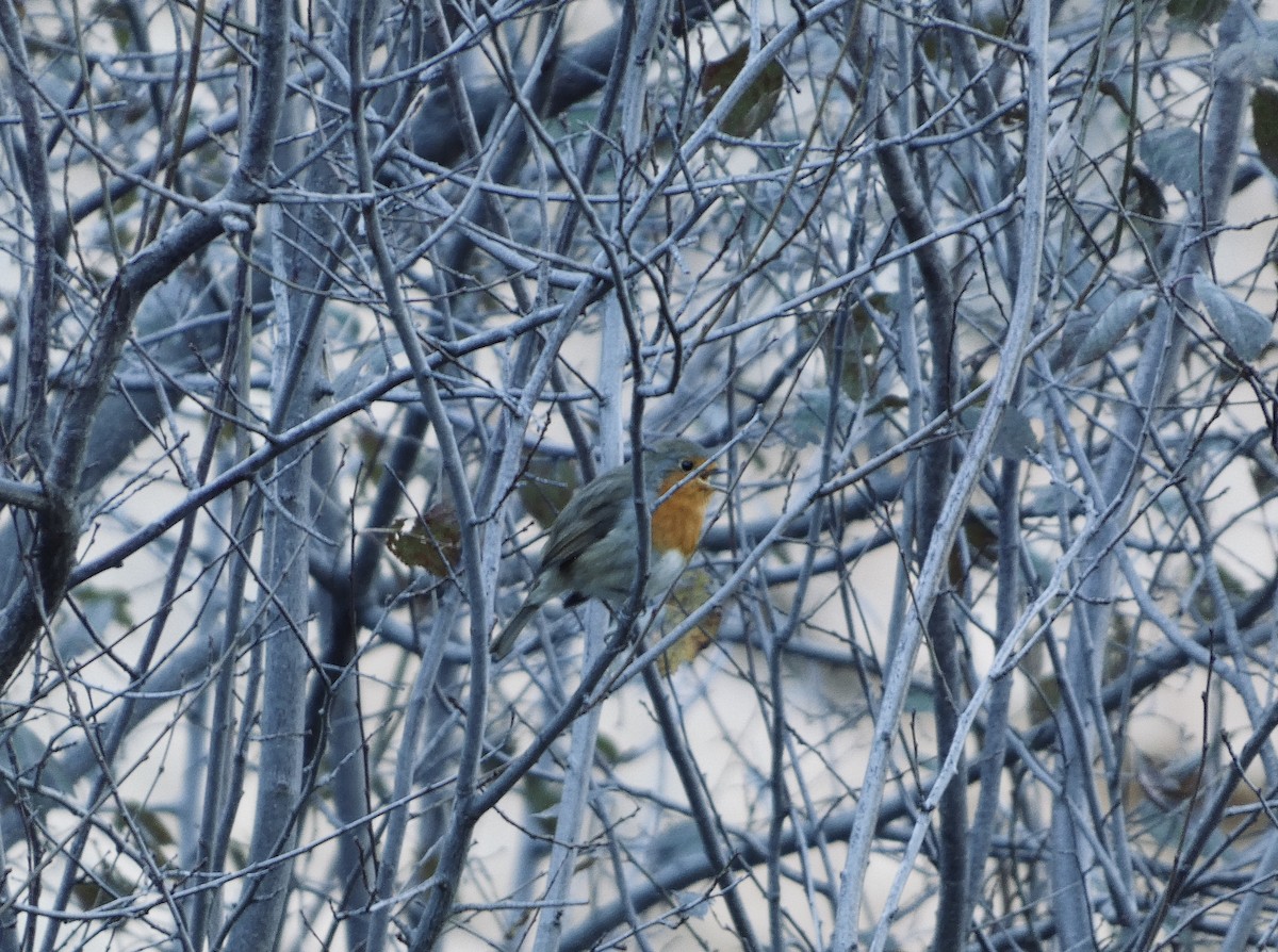 červenka obecná - ML645451809