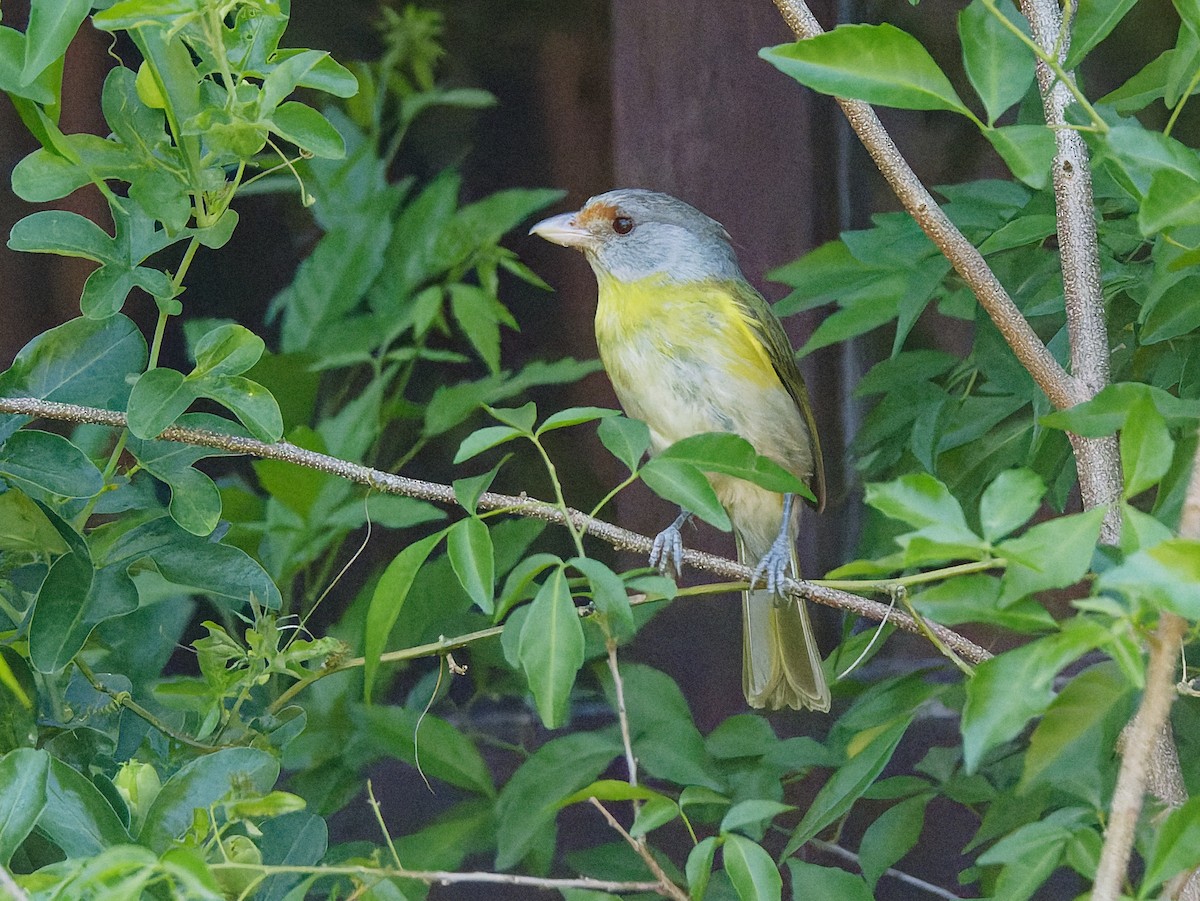 Rufous-browed Peppershrike - ML645451814