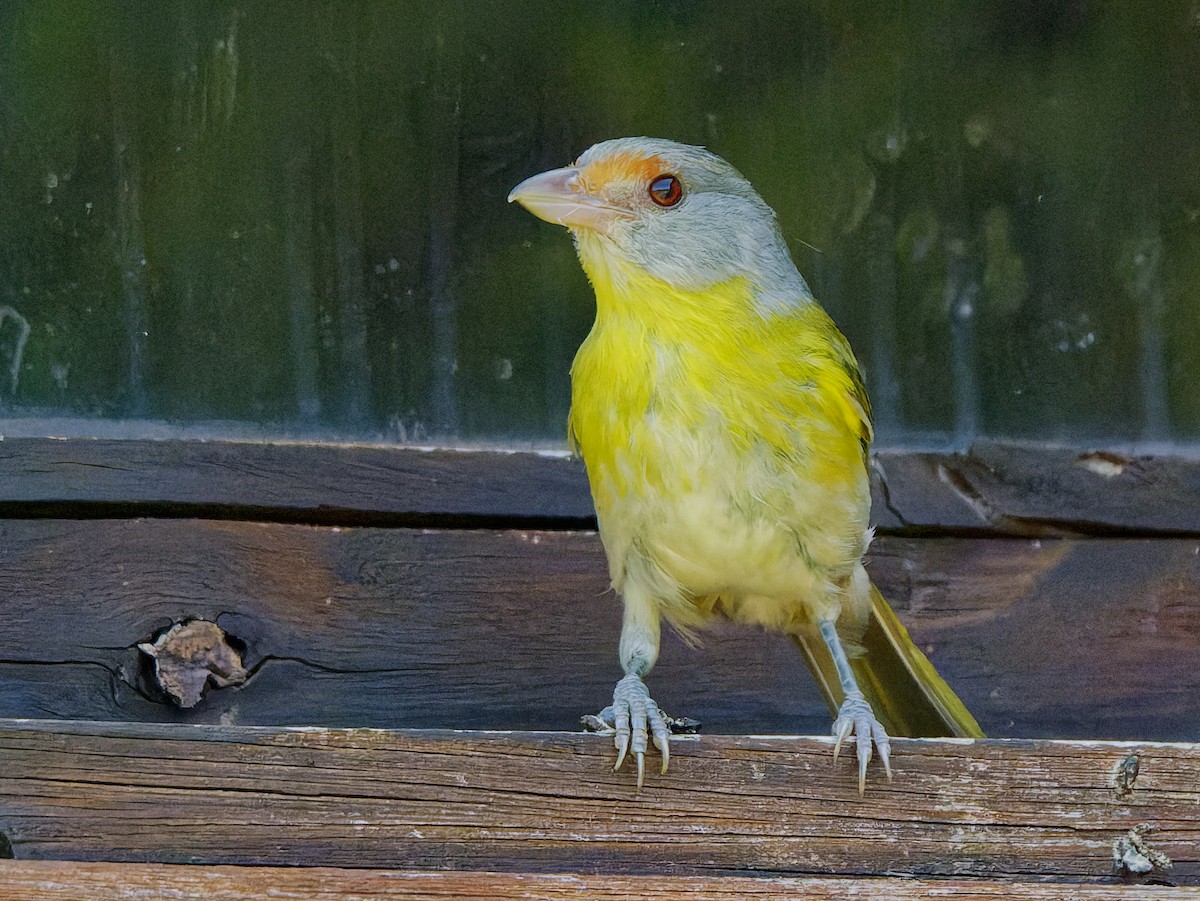 Rufous-browed Peppershrike - ML645451815