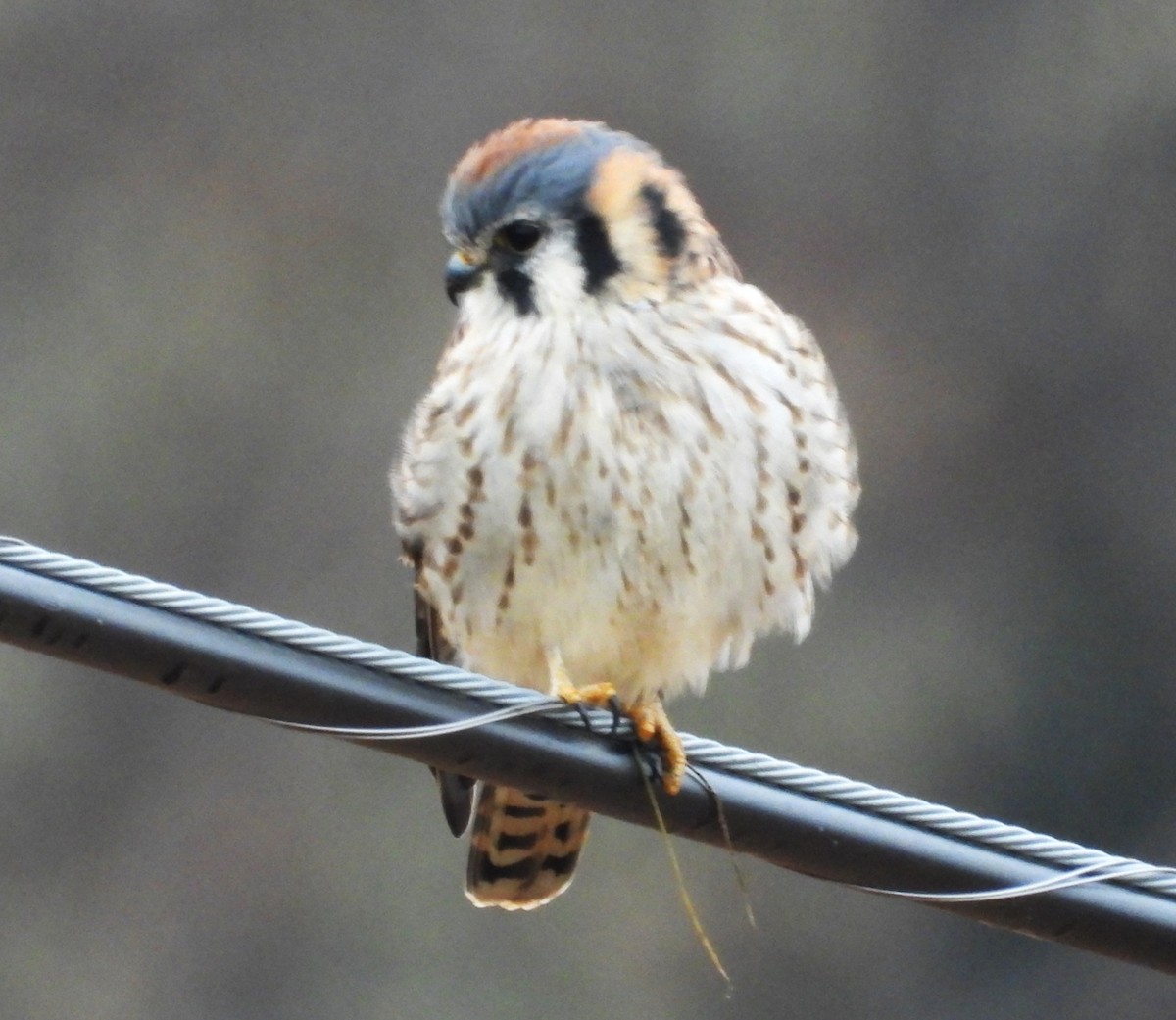 American Kestrel - ML645451816