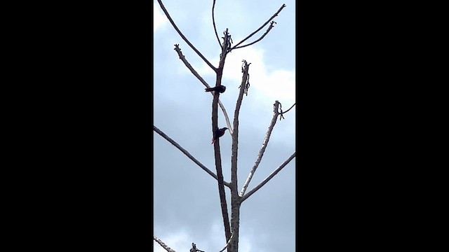 Palmiye Tırmaşığı - ML645451817