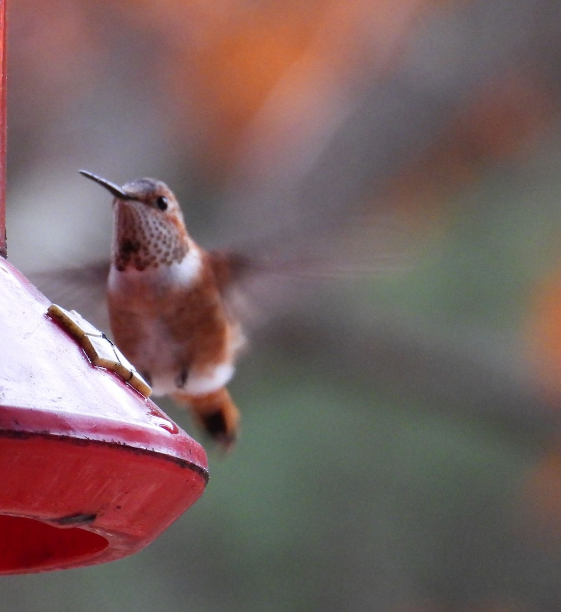 kalypta rezavolesklá - ML645451818