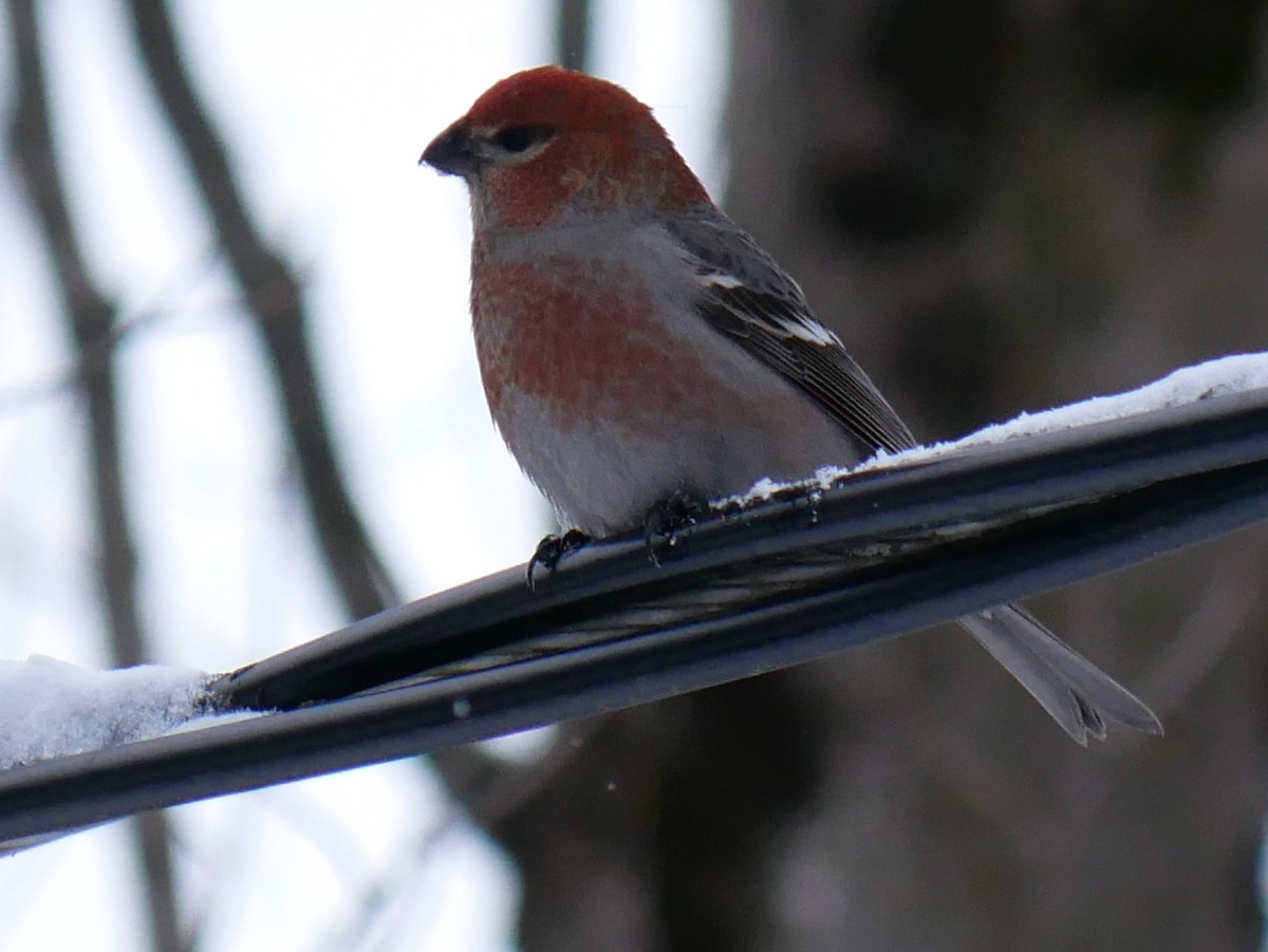 hýl křivčí - ML645451819