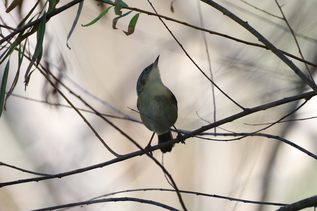 Common Yellowthroat - ML645451830
