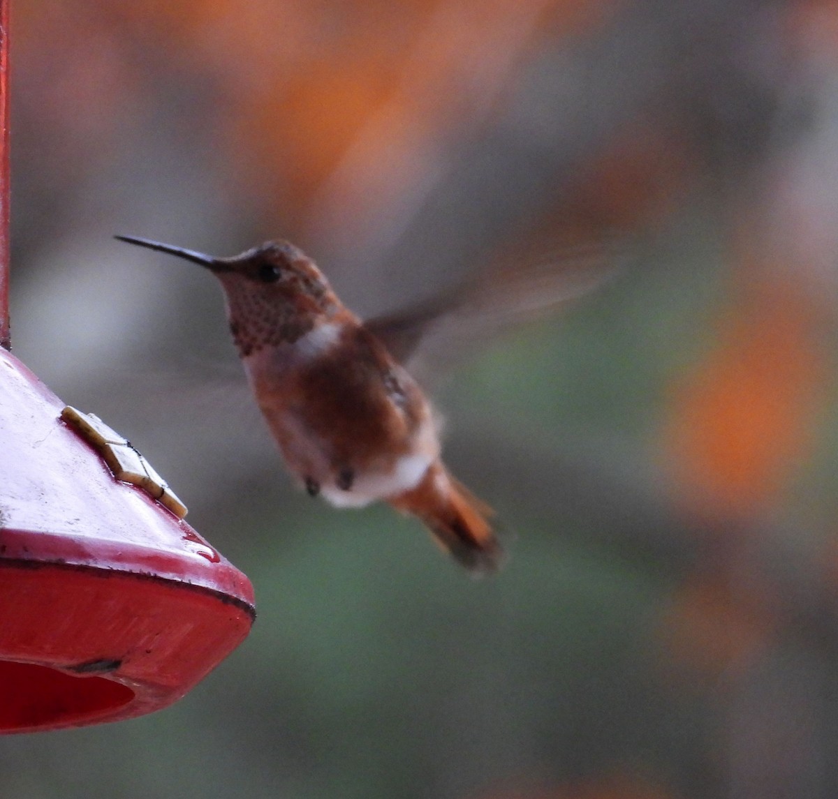 kalypta rezavolesklá - ML645451831