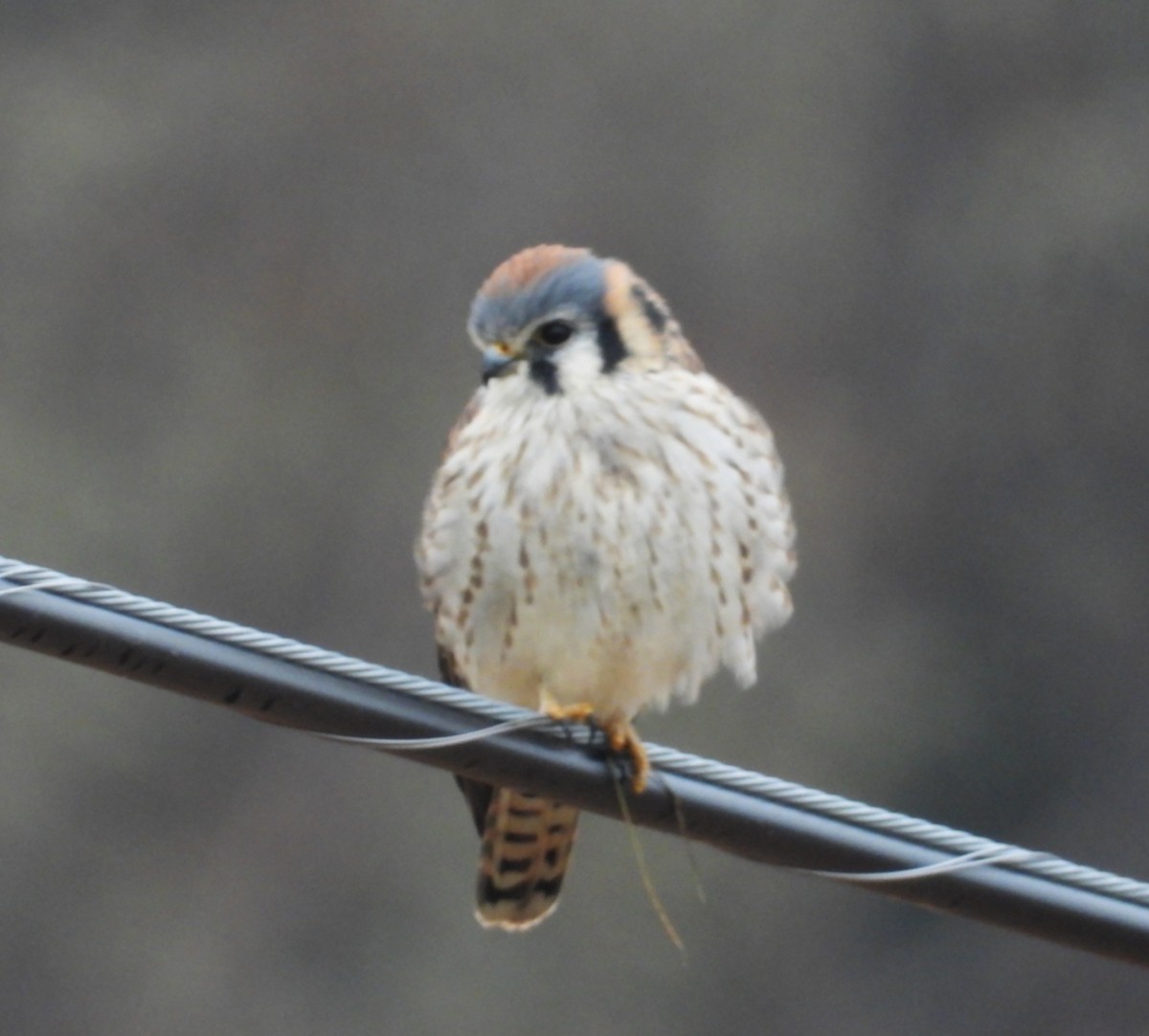 American Kestrel - ML645451832