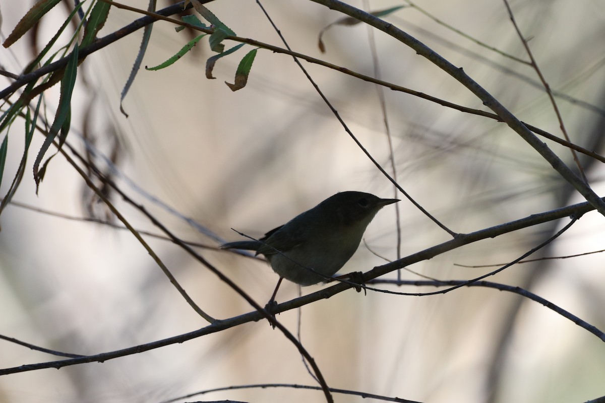 Common Yellowthroat - ML645451834