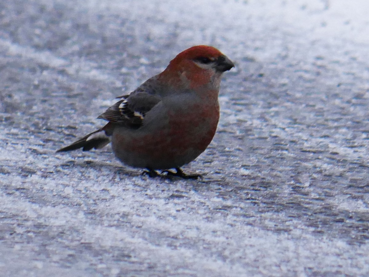 hýl křivčí - ML645451835