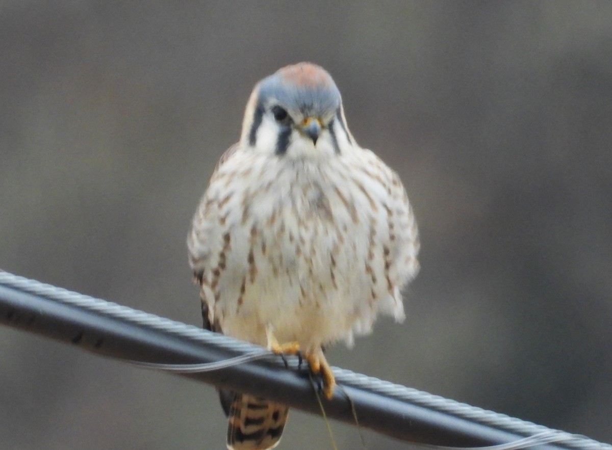 American Kestrel - ML645451836