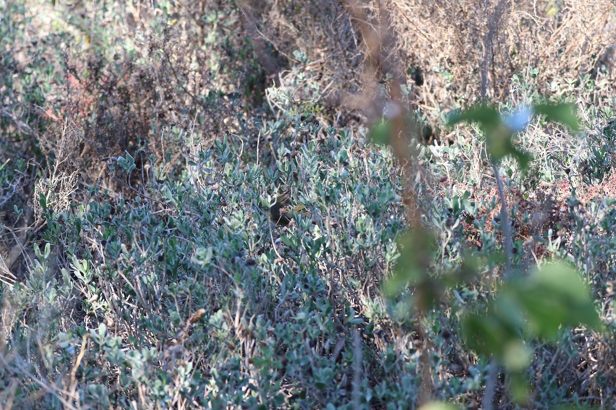 Common Yellowthroat - ML645451837