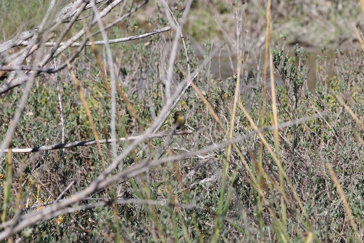 Common Yellowthroat - ML645451841