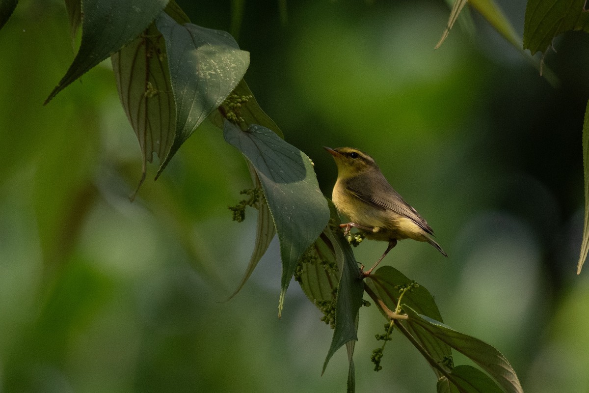 Tickell Çıvgını - ML645451842