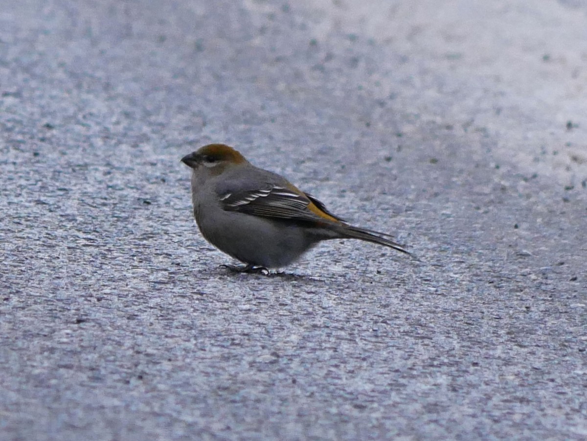 hýl křivčí - ML645451845