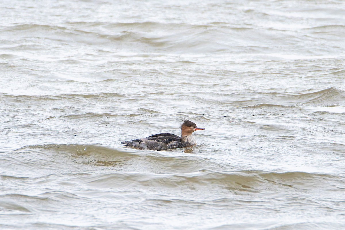 Mittelsäger - ML645451847