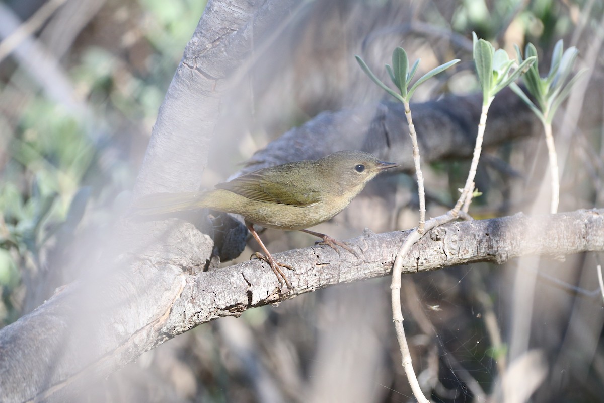Common Yellowthroat - ML645451848