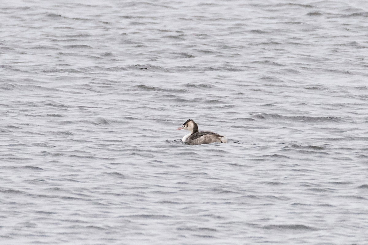 Haubentaucher - ML645451851