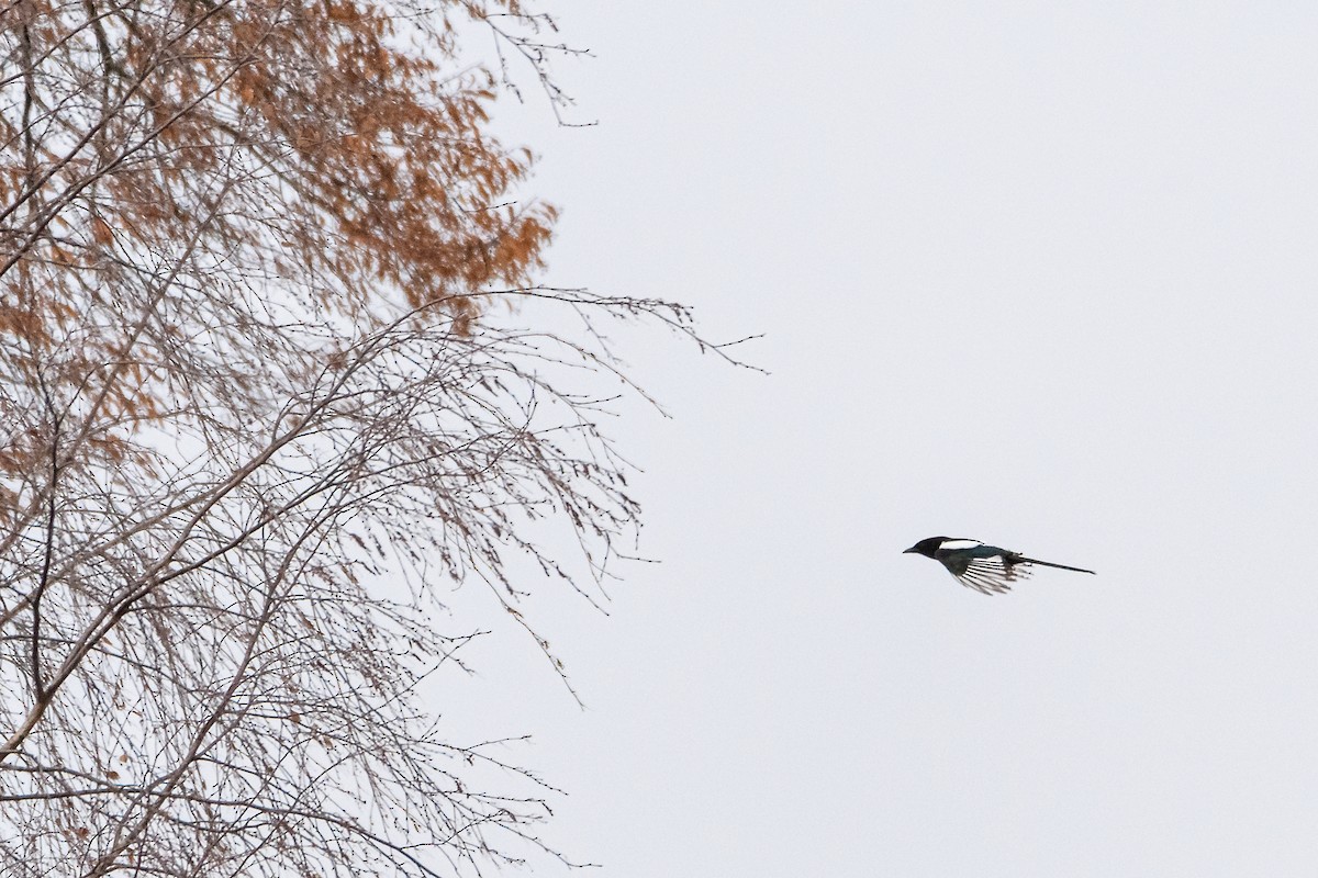 Elster - ML645451853