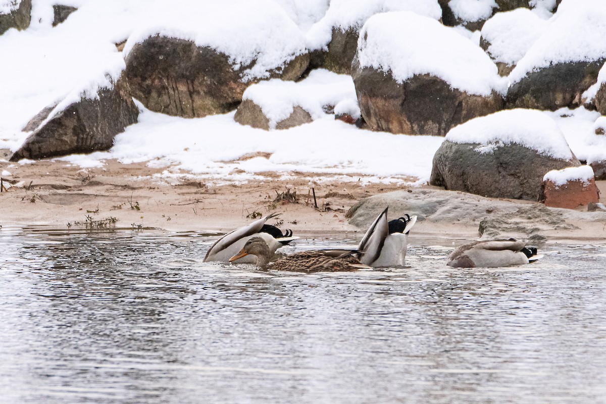 Stockente - ML645451898