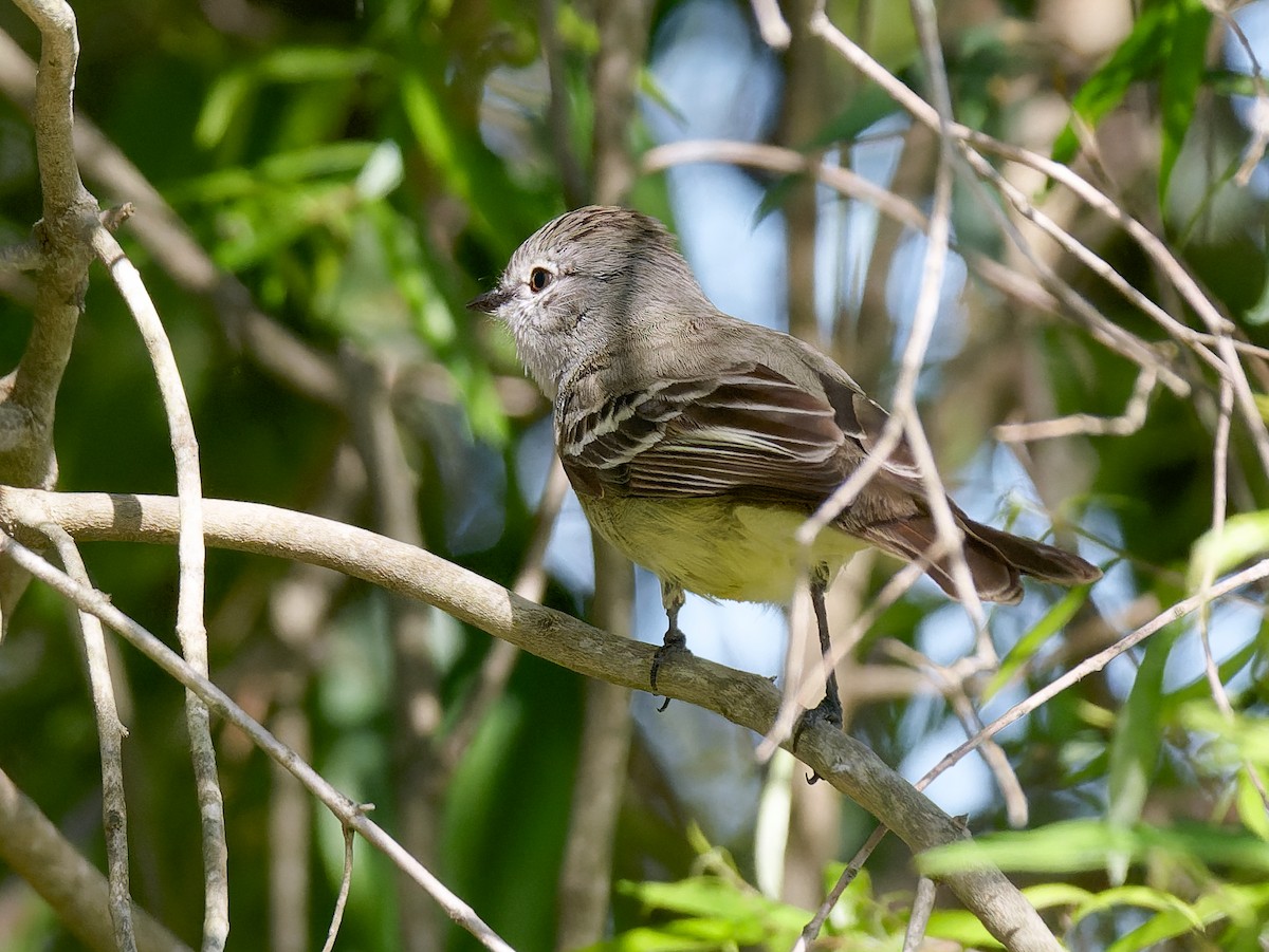 Southern Scrub-Flycatcher - ML645451904