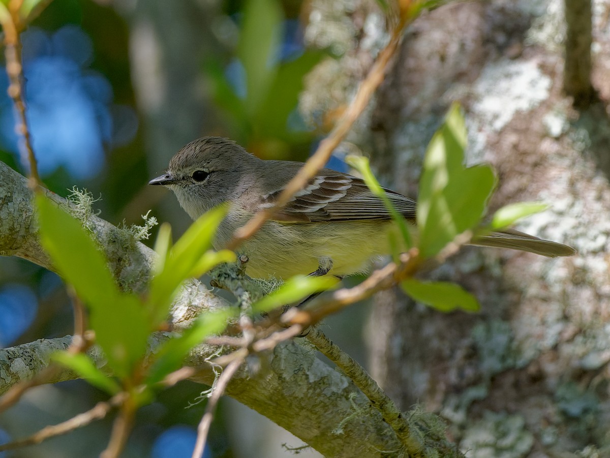 Southern Scrub-Flycatcher - ML645451905