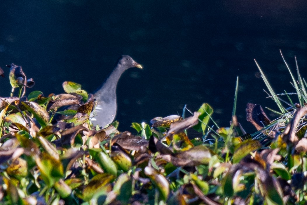 amerikasivhøne - ML645451906