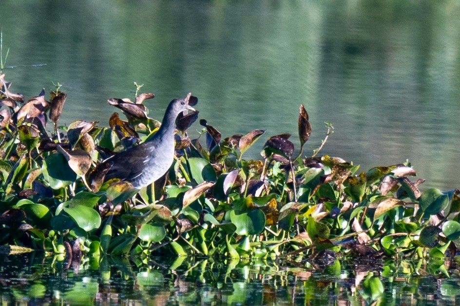 amerikasivhøne - ML645451907