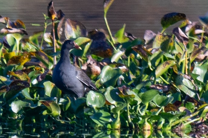 amerikasivhøne - ML645451908