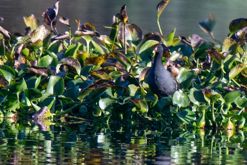 amerikasivhøne - ML645451909