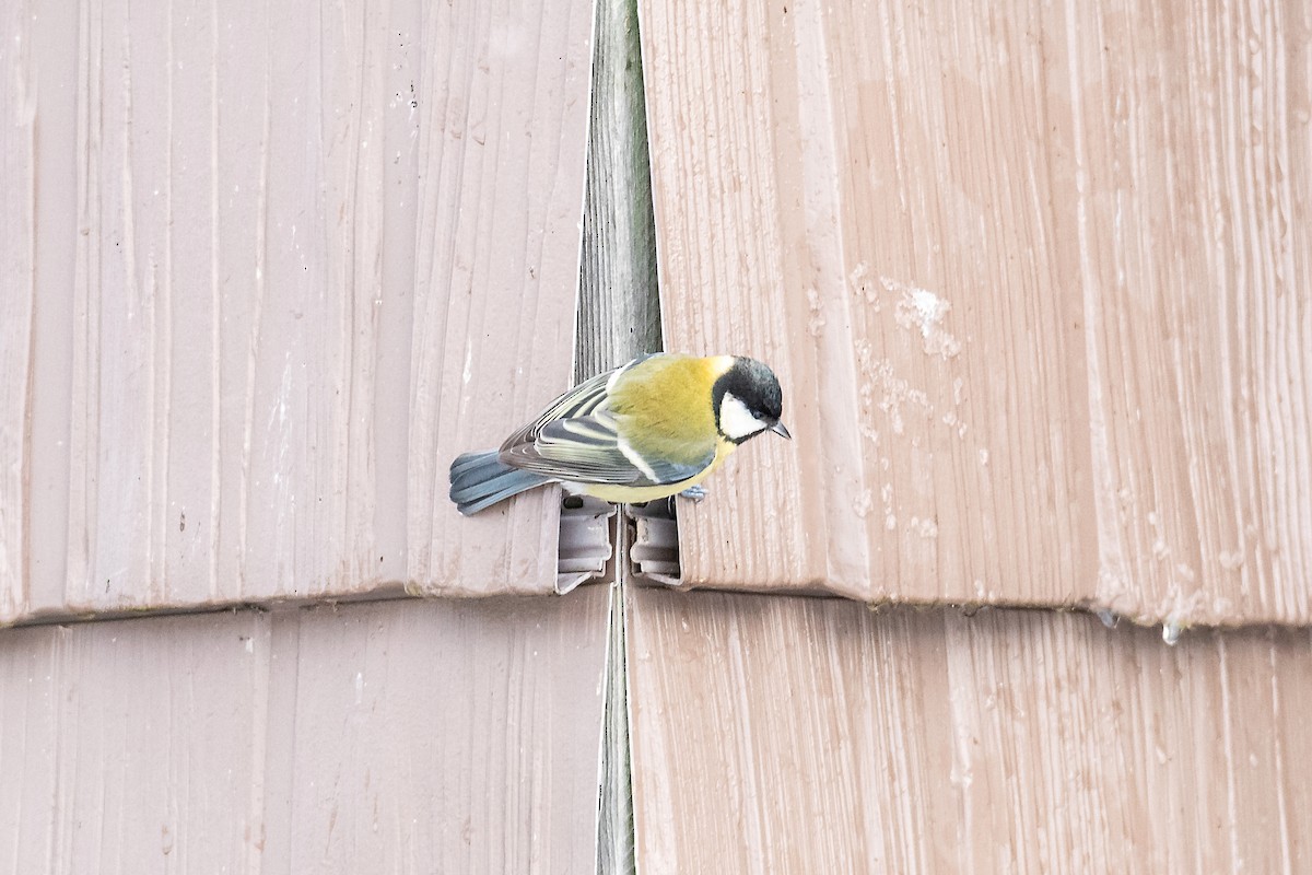 Kohlmeise - ML645451922