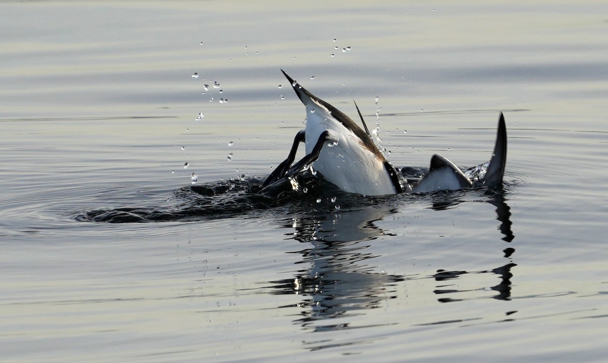 Razorbill - ML645451926