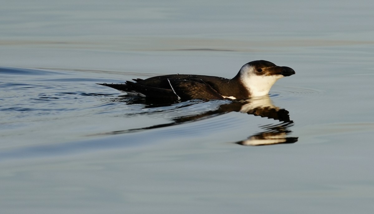 Razorbill - ML645451927