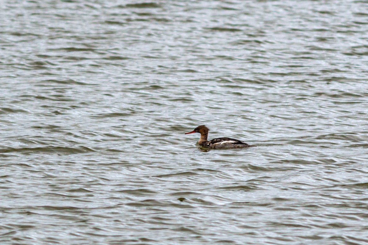 Red-breasted Merganser - ML645451937