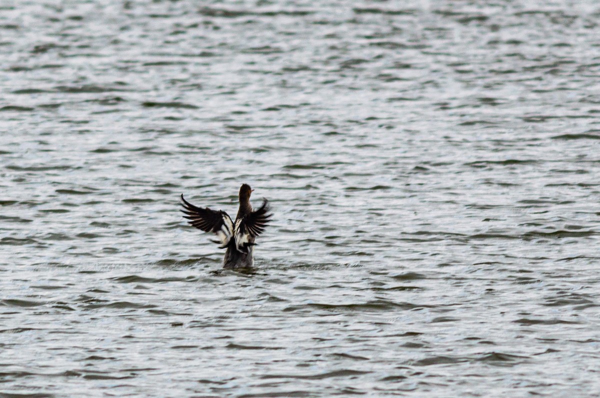 Red-breasted Merganser - ML645451938