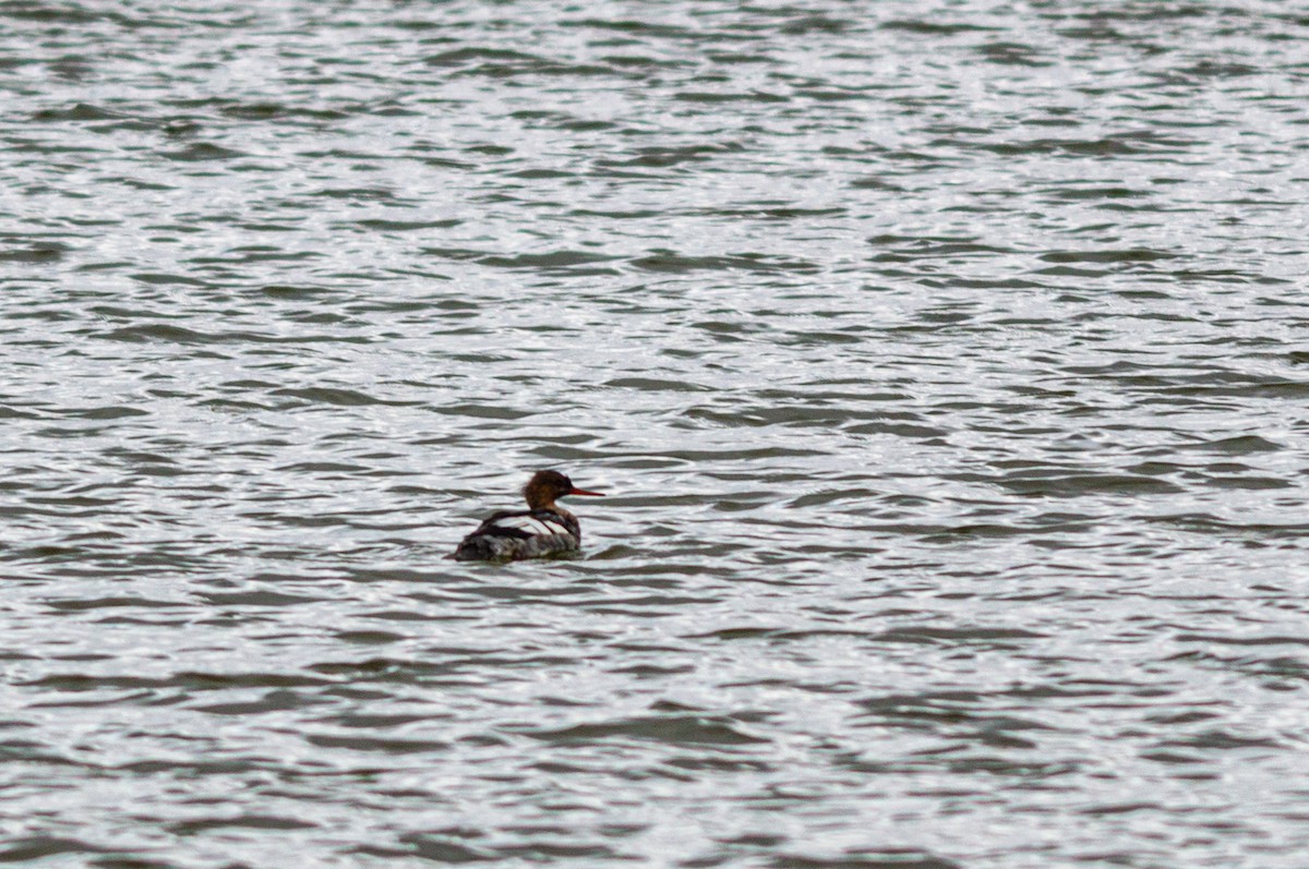 Red-breasted Merganser - ML645451939