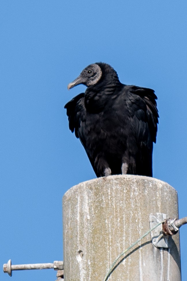 Black Vulture - ML645451943