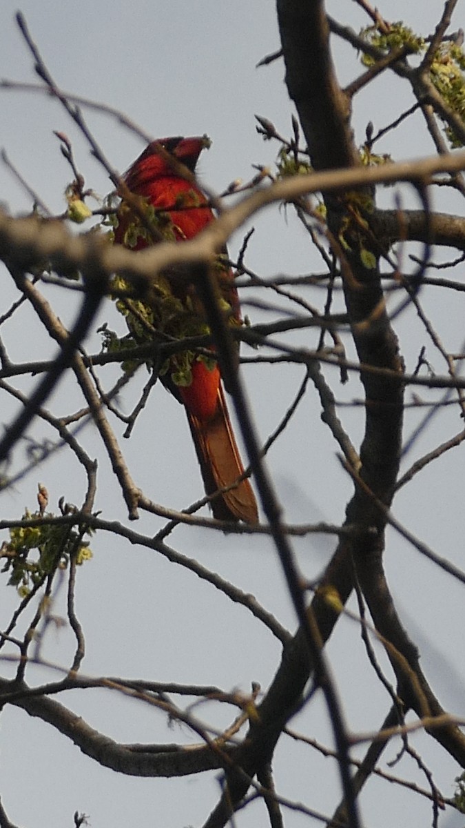 Northern Cardinal - ML645451948
