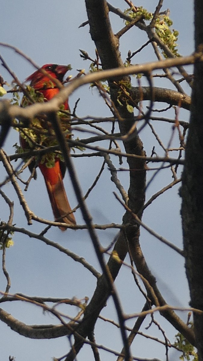 Northern Cardinal - ML645451949