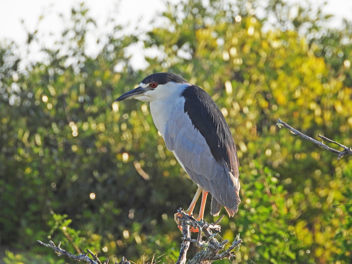 Black-crowned Night Heron - ML645451953