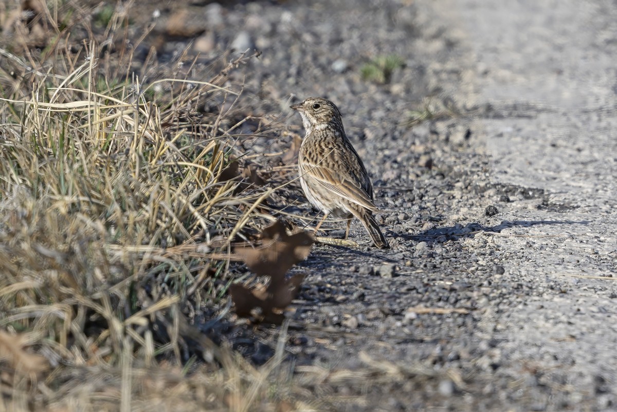 Vesper Sparrow - ML645451956