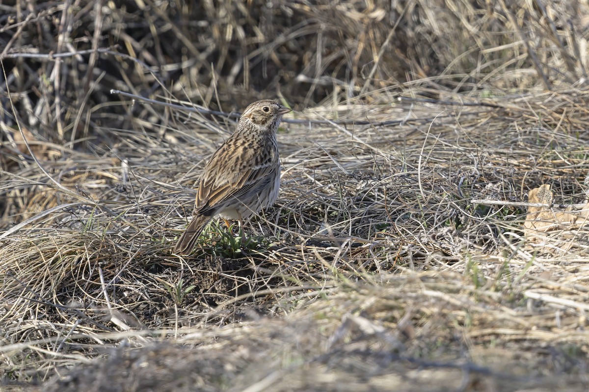 Vesper Sparrow - ML645451961