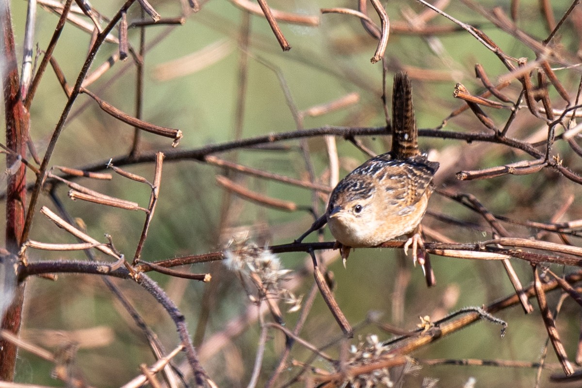 Sedge Wren - ML645451963