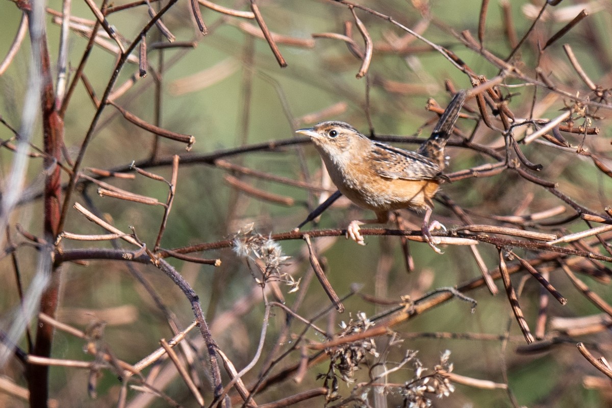 Sedge Wren - ML645451964