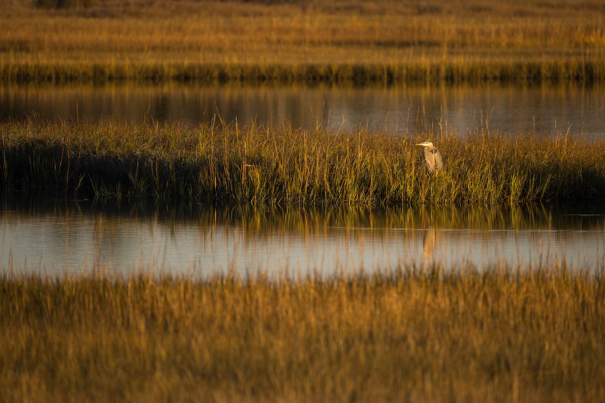 Great Blue Heron - ML645451971