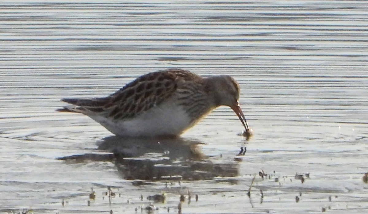 Pectoral Sandpiper - ML645451973
