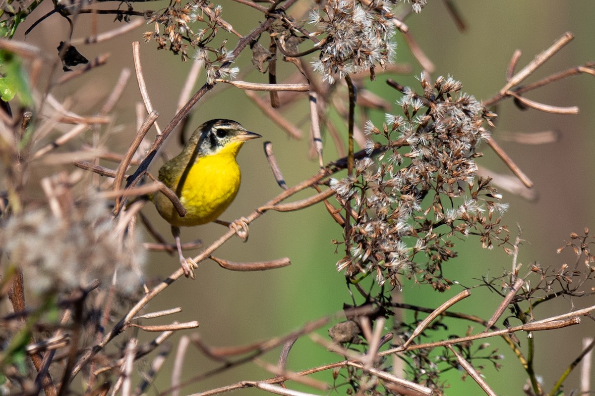 Common Yellowthroat - ML645451978