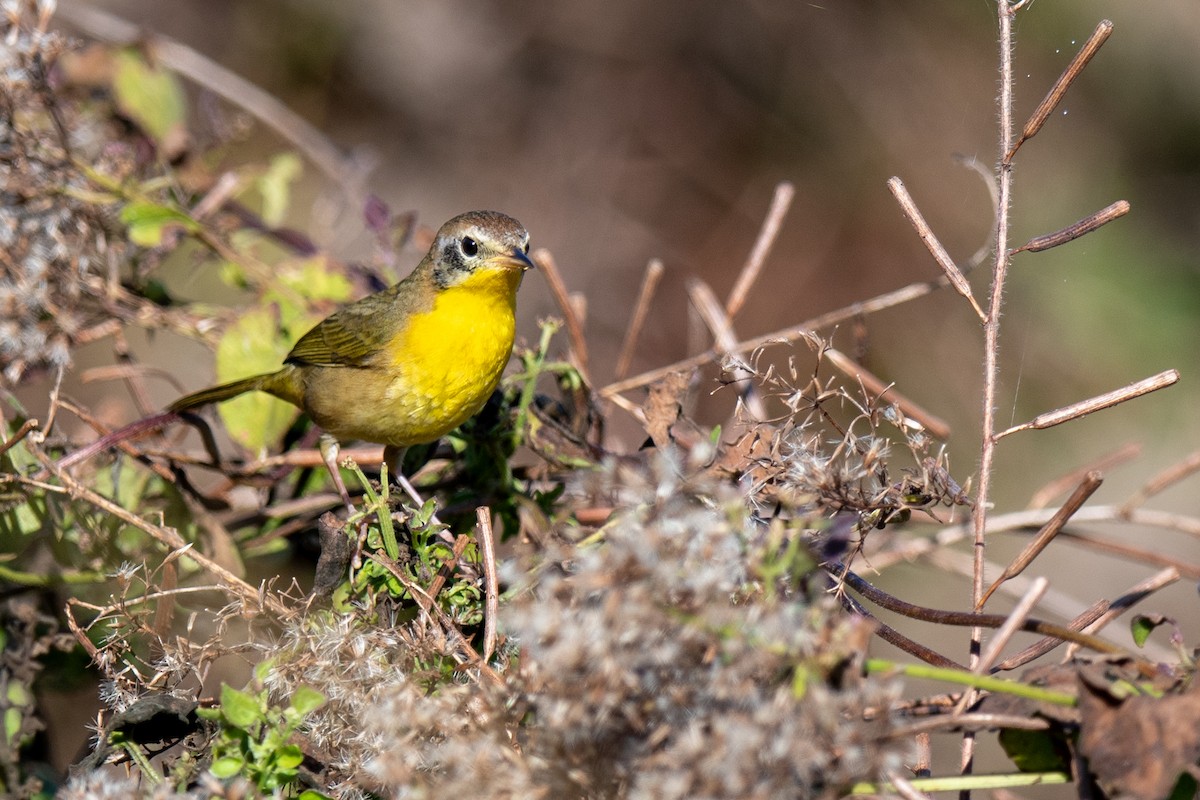 Common Yellowthroat - ML645451979