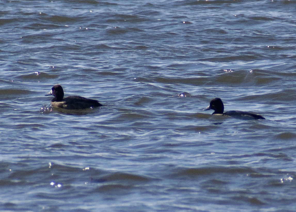 Lesser Scaup - ML645451984