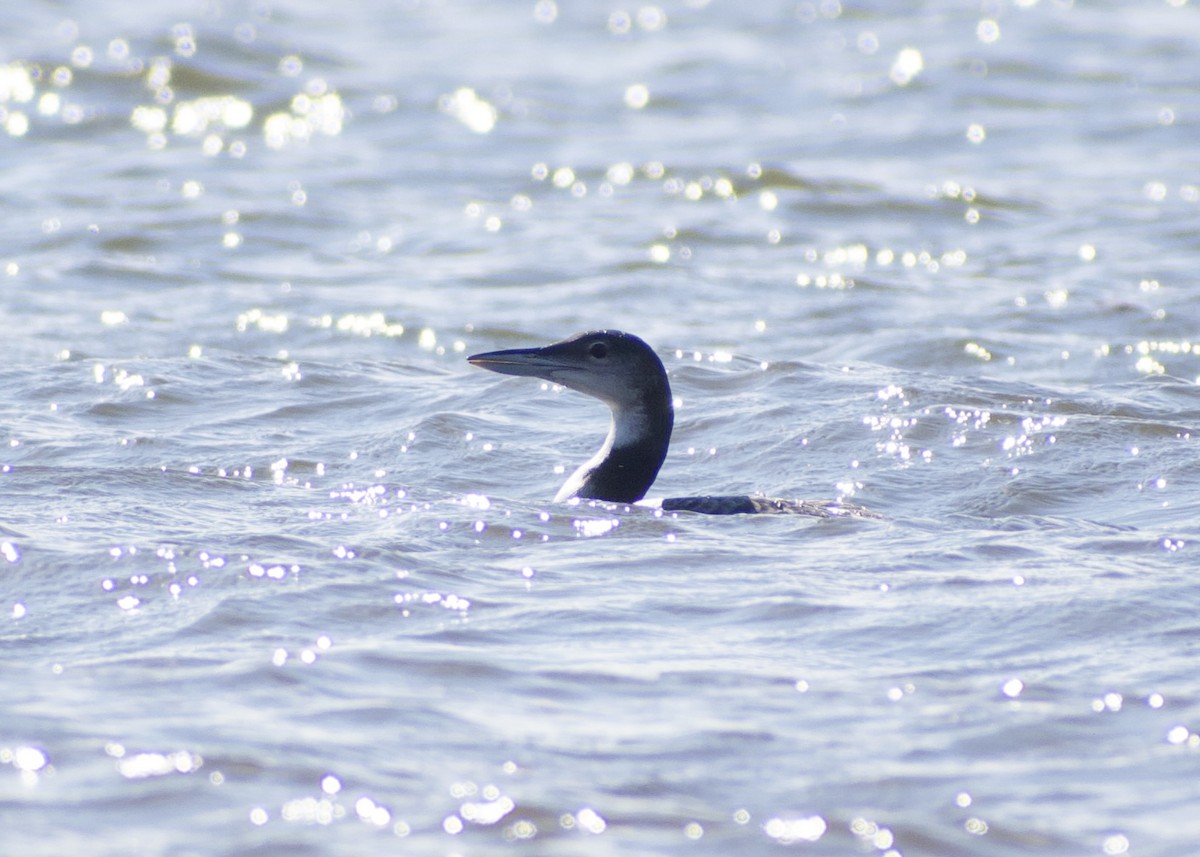 Common Loon - ML645451999