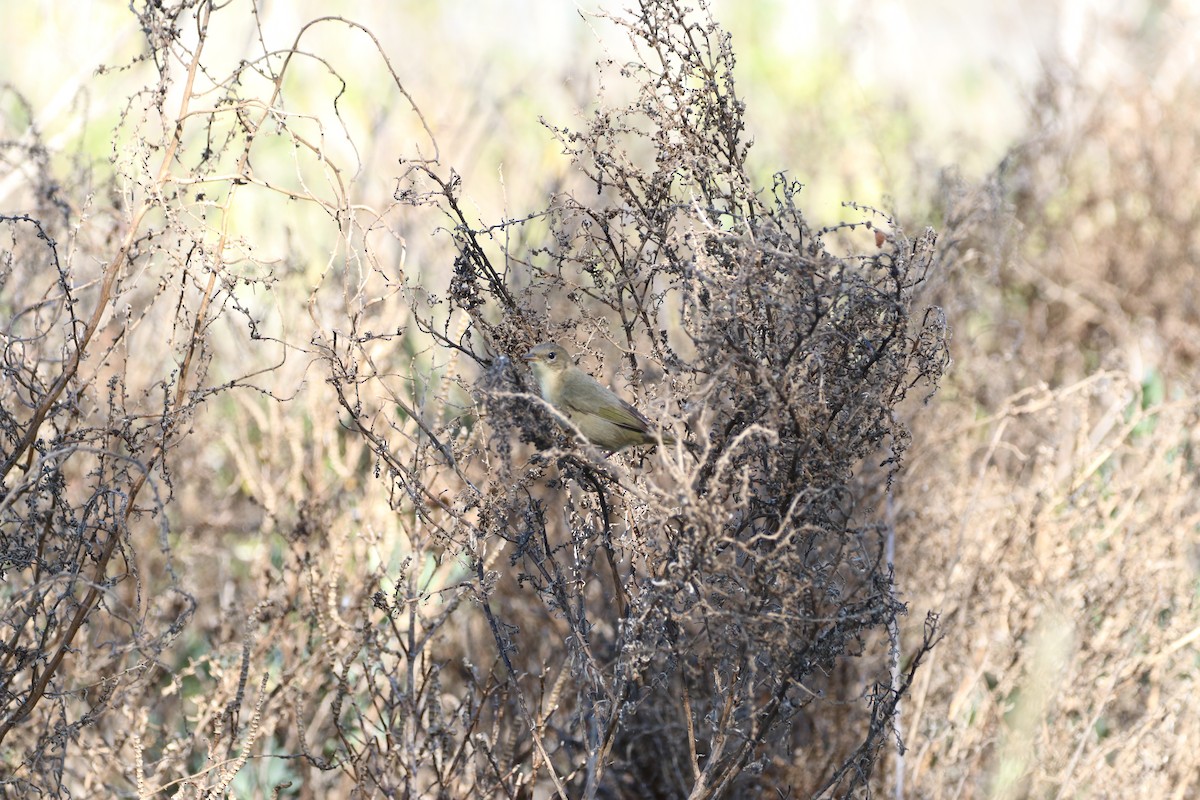 Common Yellowthroat - ML645452004