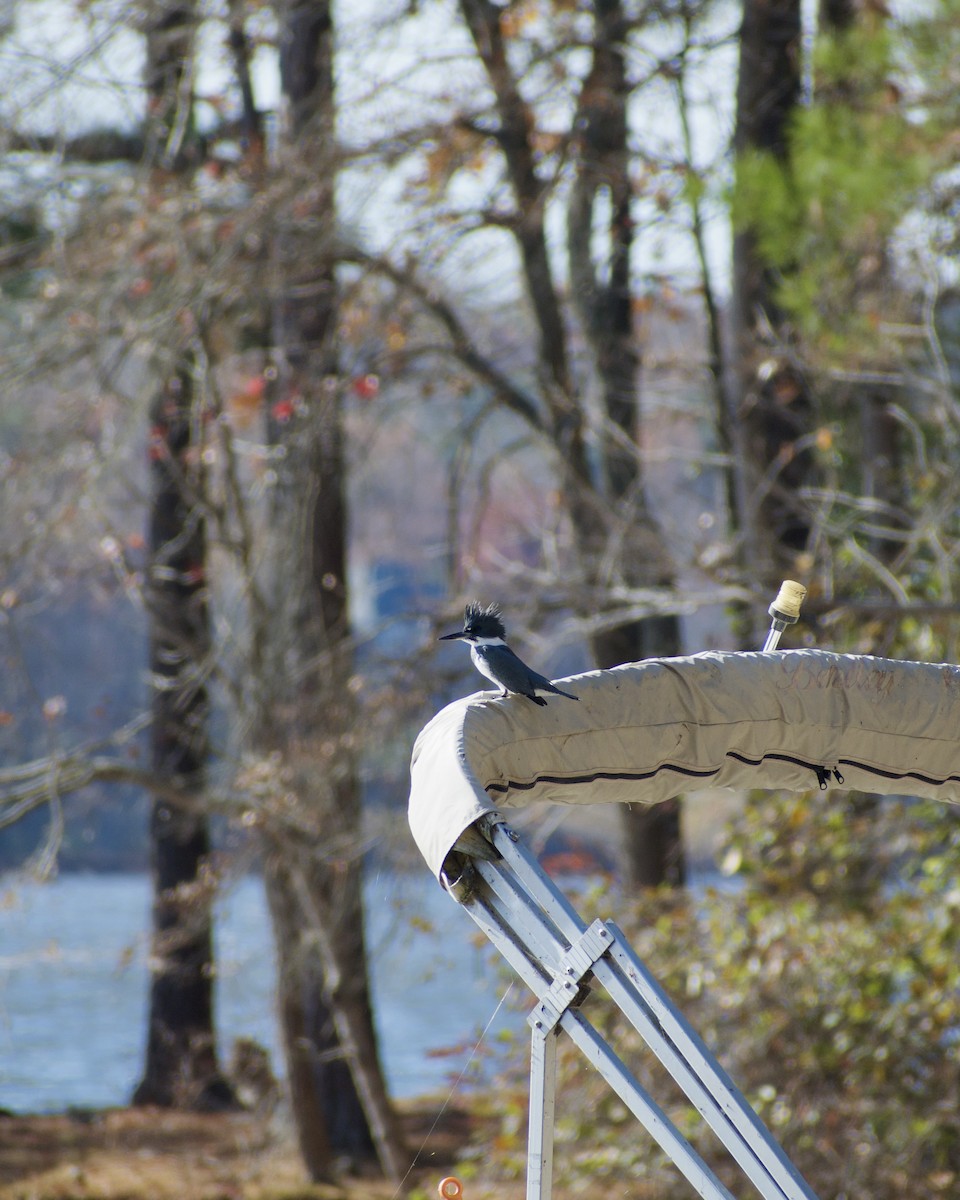 Belted Kingfisher - ML645452006